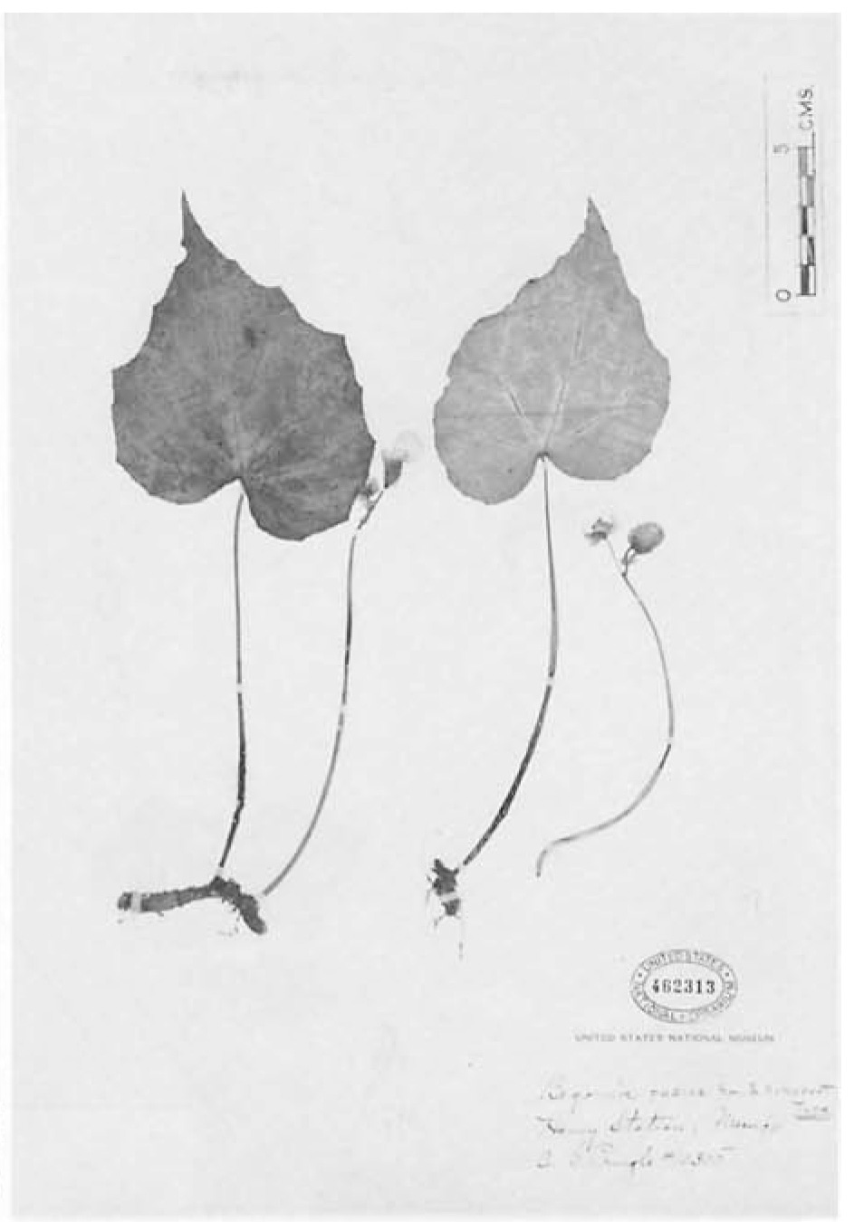 B. pudica